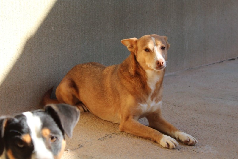 Mili (F)  / Pod / FBM Adoptée