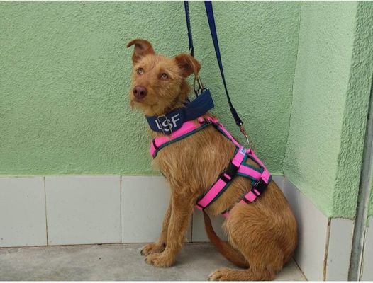 AIRE (F) / Pod / Abyda/ Adoptée