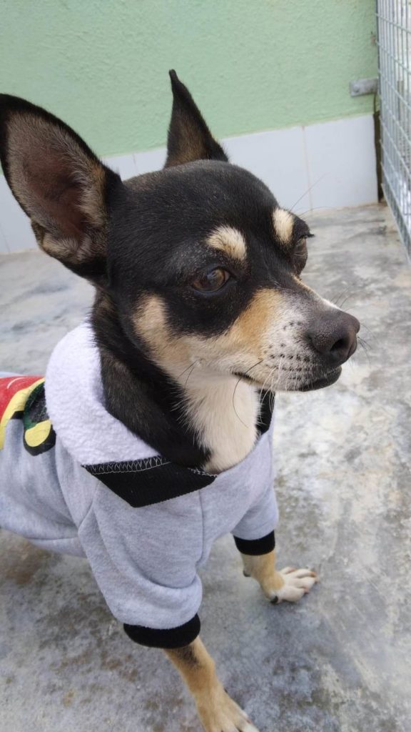 ASTRO (M) Mix / Adopté