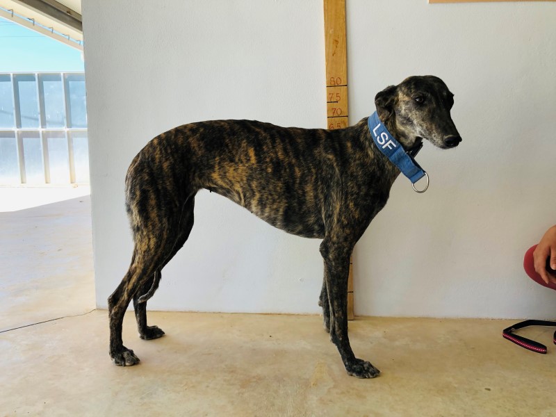 Heidi (F) / Refuge Tobarra Adoptée