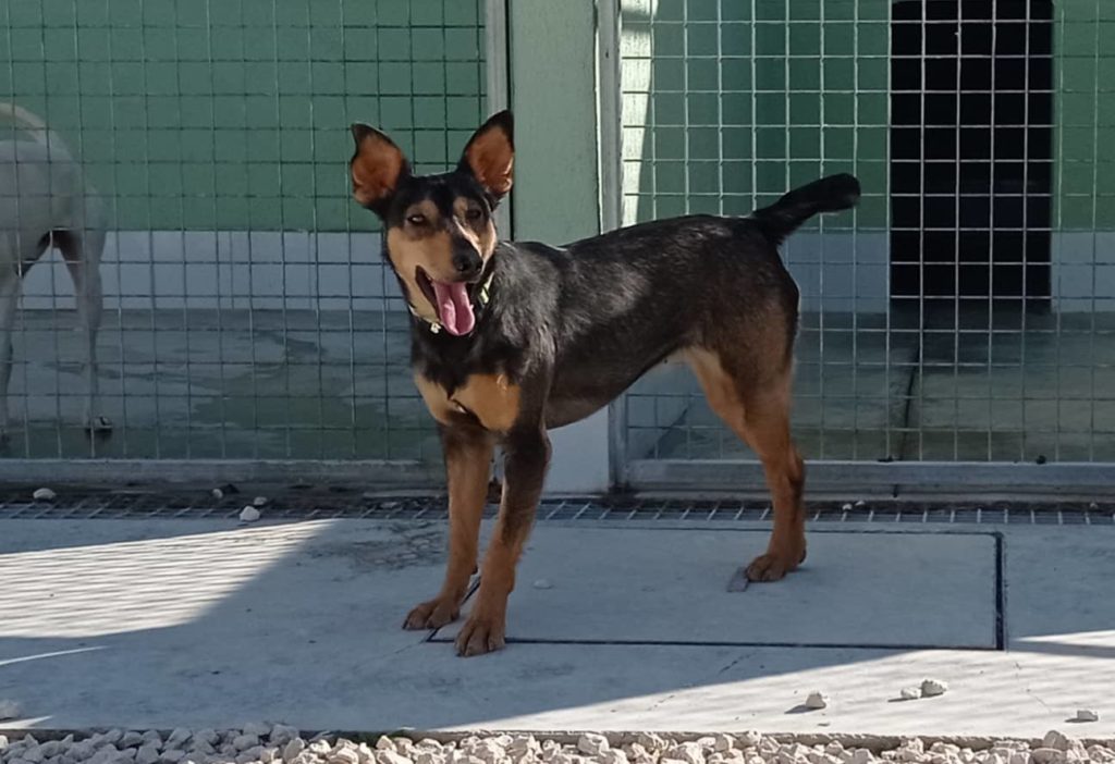 JOLIE (F) mix / Abyda Adoptée