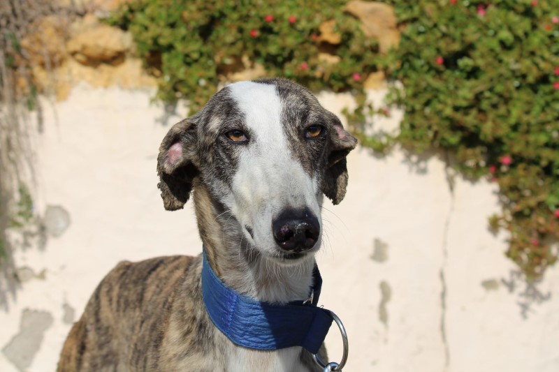 Juan (M) / FBM Adopté