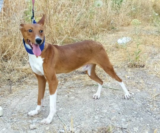 MAX (M) Pod / Abyda / Plus de deux ans de refuge