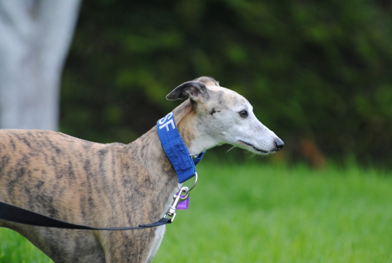 Minion (M) Whippet Adopté