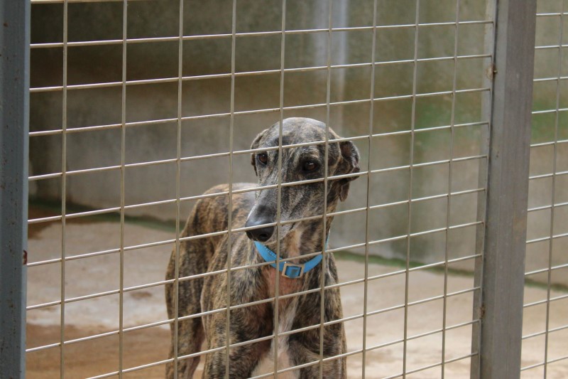 Tasmani (M) / FBM Adopté
