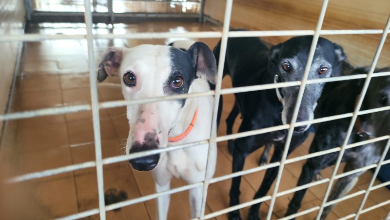 Melisa (F) / FBM Adoptée