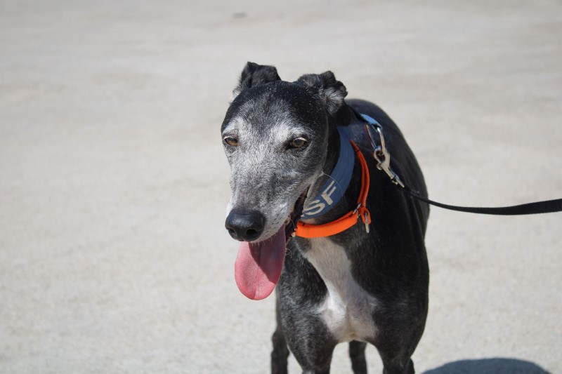 Blues (M) / senior / FBM Adopté