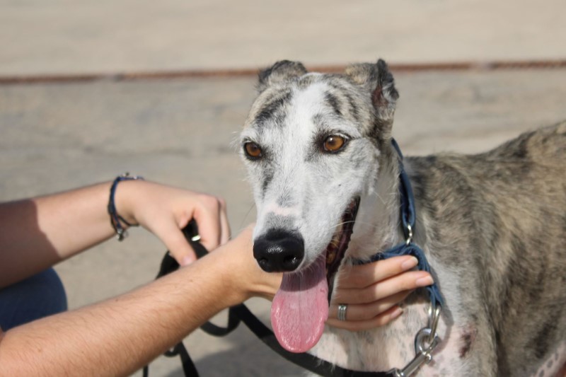 Dora (F) / FBM Adoptée