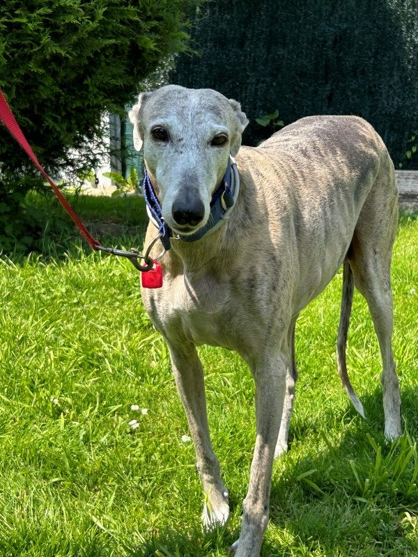 Ela (F) Senior Adoptée