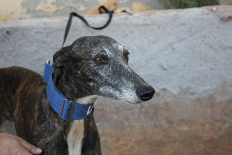 Jessy (F) / FBM Adoptée