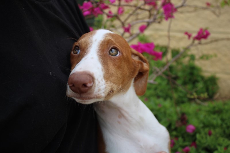 Lexo (M) / Chiot FBM Adopté