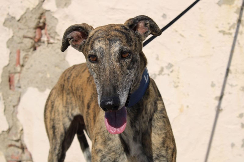 Mario (M) / FBM Adopté