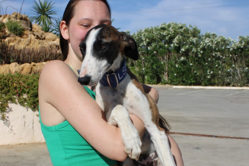 Merlin (M) / FBM / Adopté