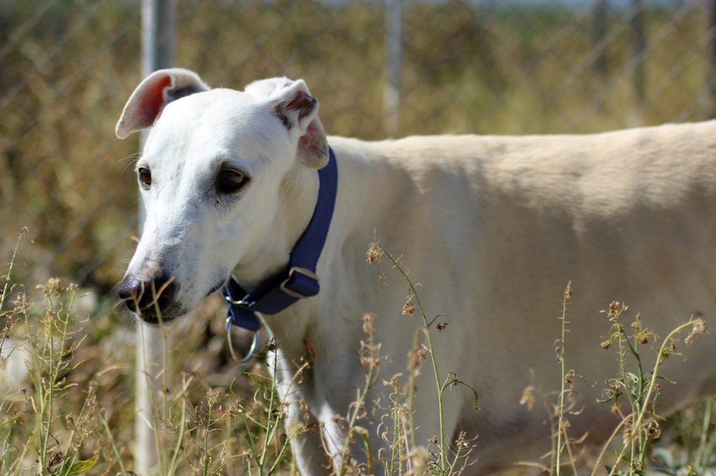 Mick (M)  / Ecija Adopté