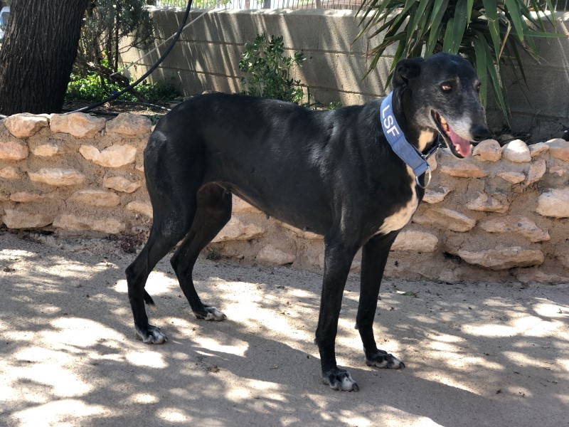 NAI (F) / Senior / Tobarra Adoptée