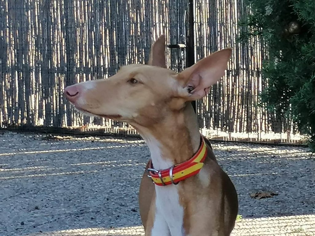 NALA (F) Pod Adoptée