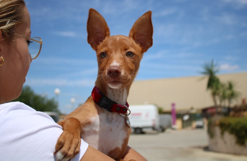 Pepa (F) / Chiot Pod / FBM Adoptée