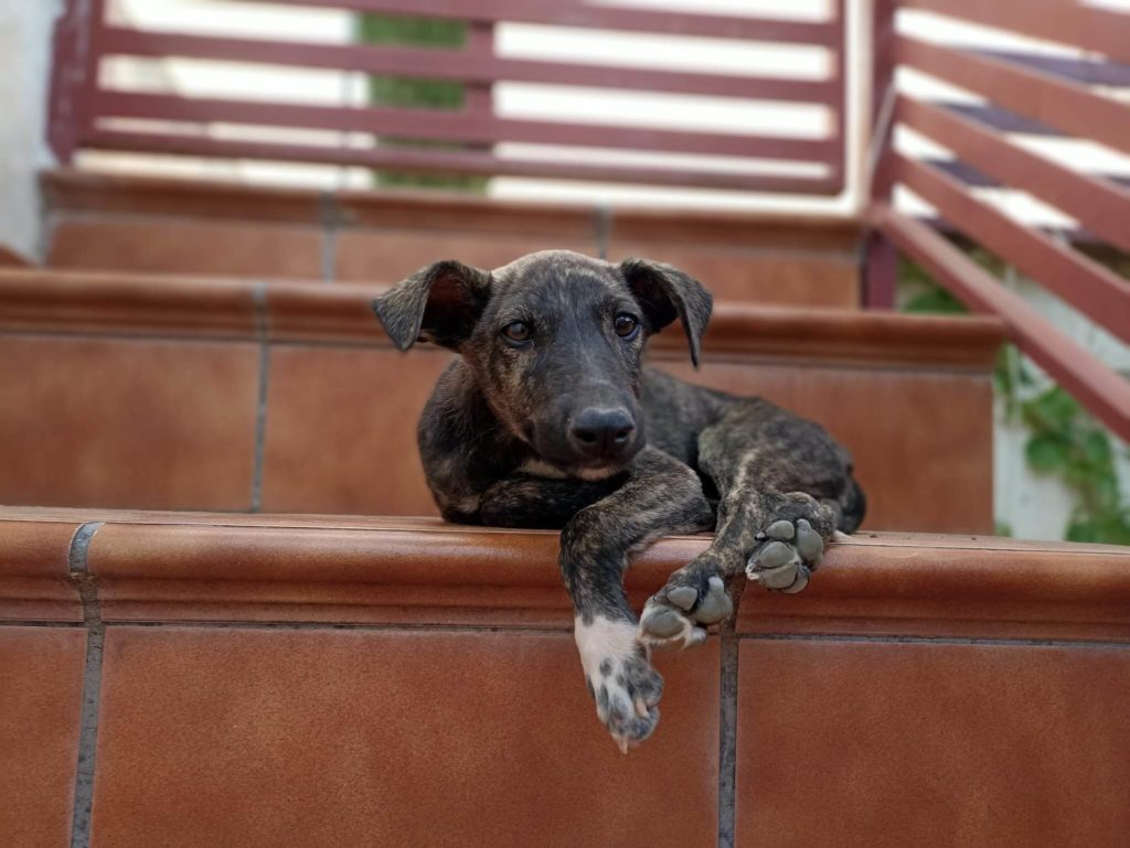 ROMEO BB / Abyda Adopté
