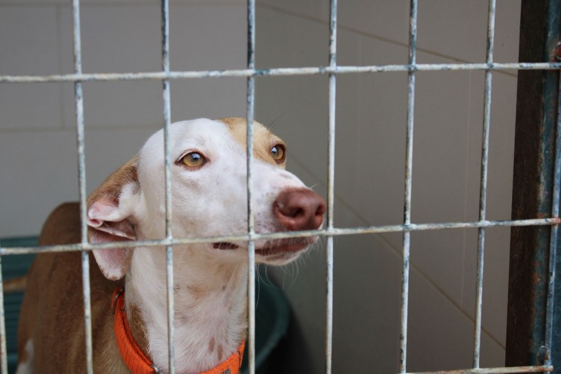 Timmy (M) / FBM Adopté