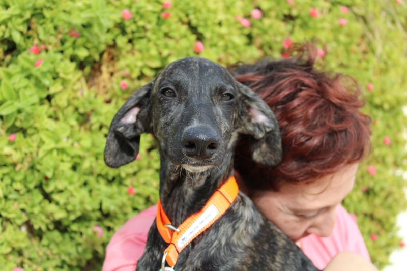 Ugolin (M) Chiot / FBM Adoptée