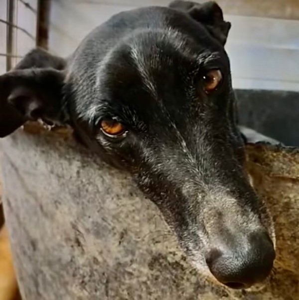 Benito (M) / FBM Adopté