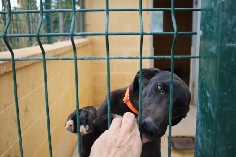 Gazpacho (M) / FBM Adopté