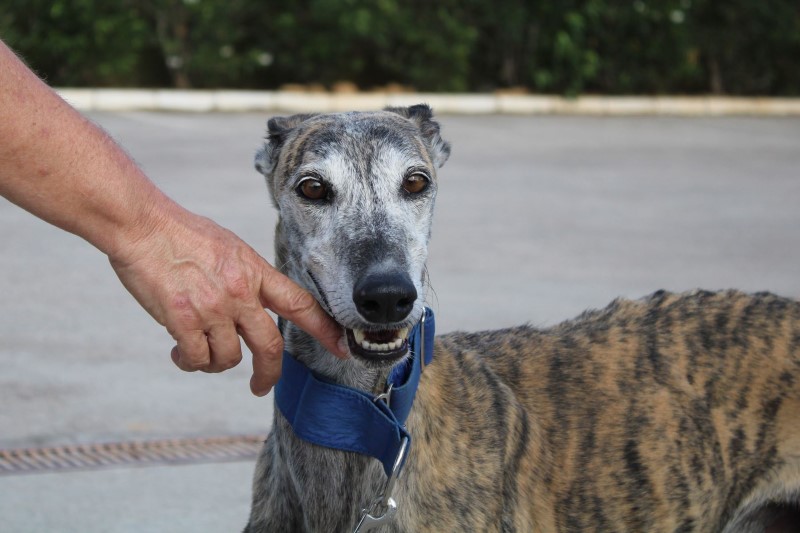 Luson (M) / Adopté