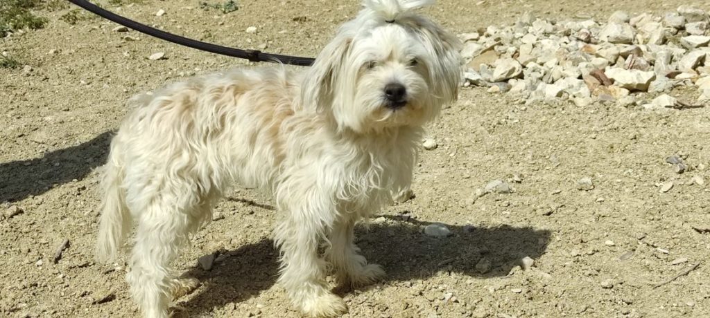 NORA (F) X-bichon / Abyda Adoptée
