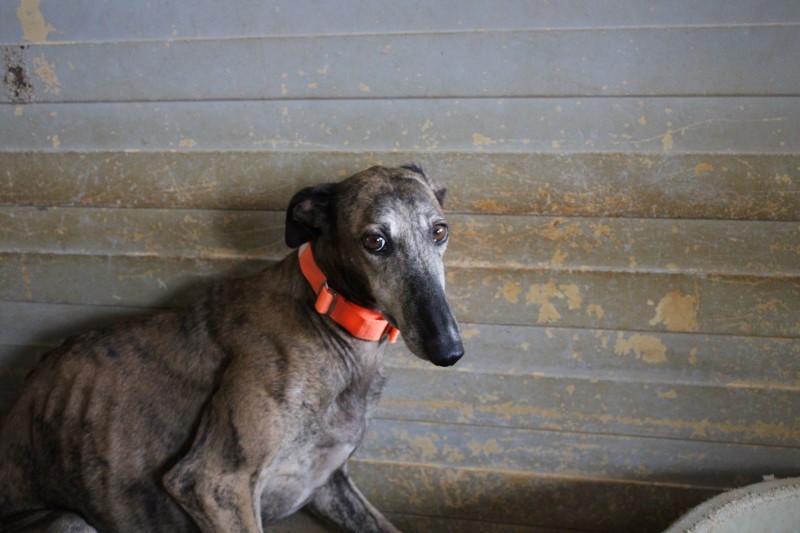 Anais (F) / 1 an de refuge / FBM Adoptée