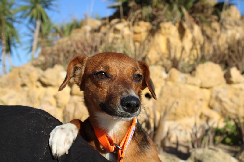 Chispi X Pod  ( F) FBM Adoptée