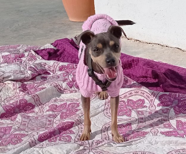 Chispita (F) X-Pincher / Abyda Adoptée