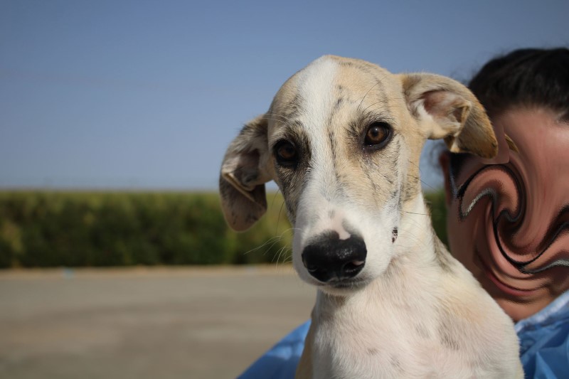 Grillo / Chiot M / FBM Adopté