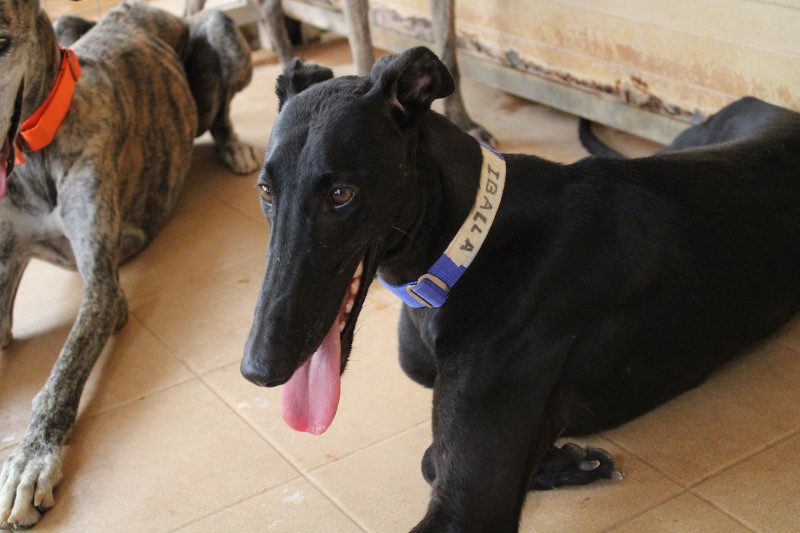 Iballa (F) / FBM Adoptée