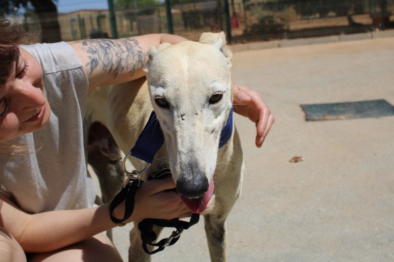 Levante (M) / FBM Adopté