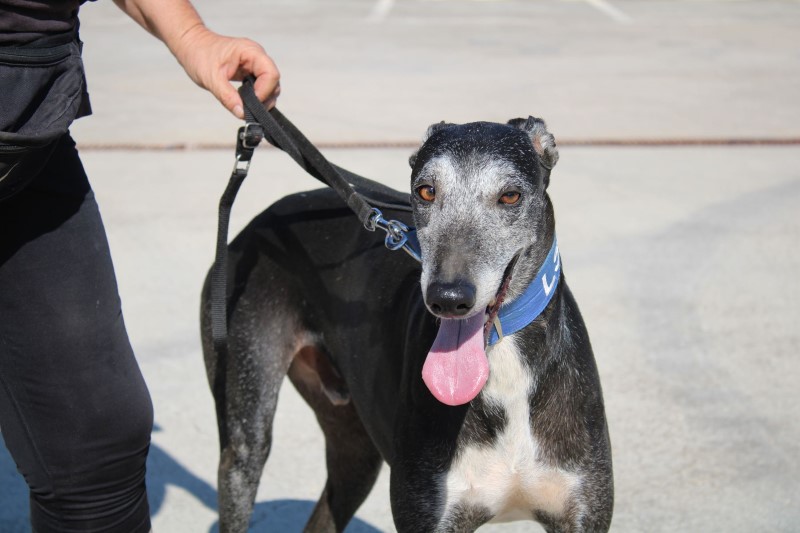 Lusto (M) / FBM Adoptée