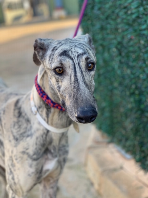 Micaelo (M) FBM (Adopté)