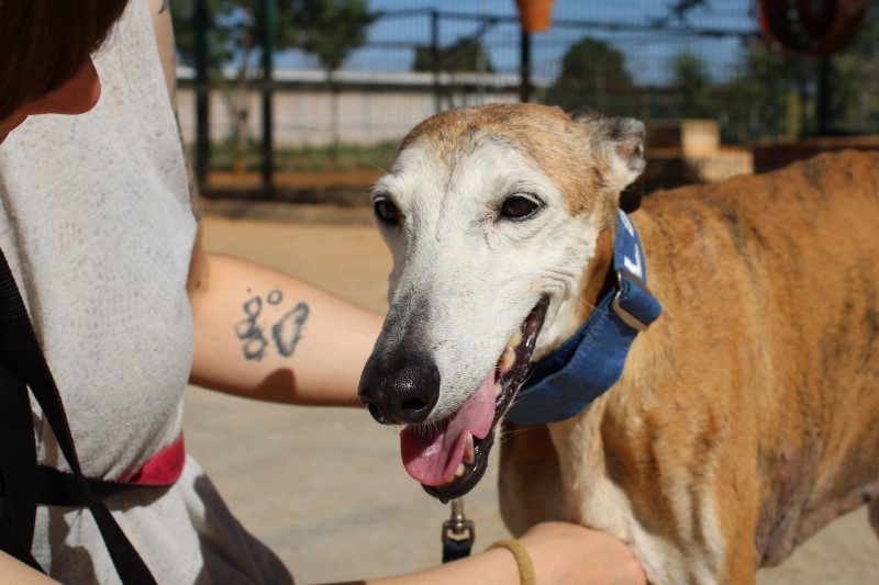 Perla (F)Senior / FBM Adoptée