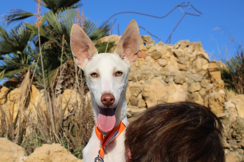Snoopy (M) Chiot Pod / FBM Adopté