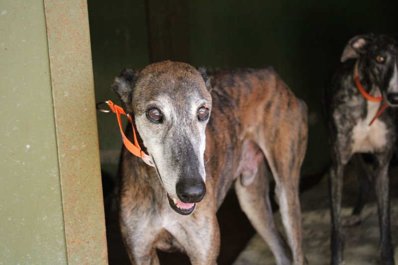 Valentino (M) Senior / FBM Adopté