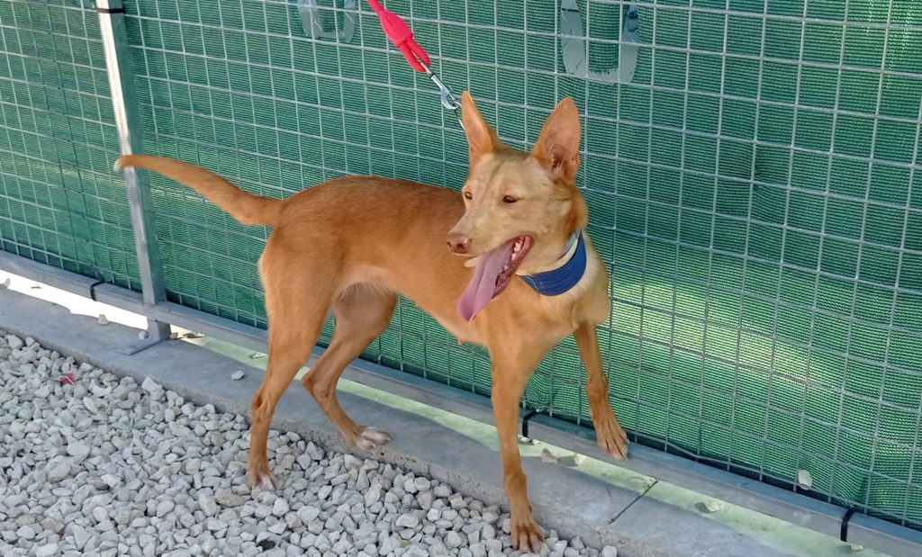 Viki (F) podenca / Abyda Adoptée