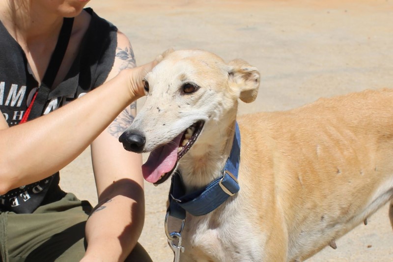 Aroa (F) Senior / FBM Adoptée