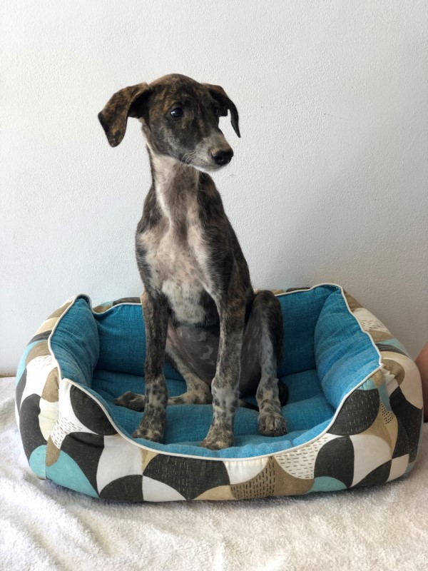 Camicha (F) Chiot Tobarra Adoptée
