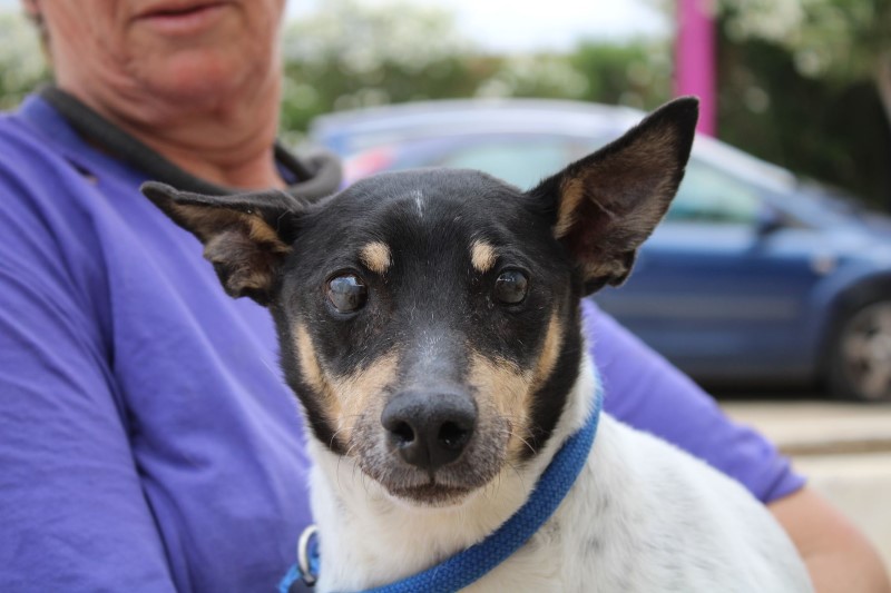 Leopoldo (M) Senior/ Hôpital FBM/ Adopté