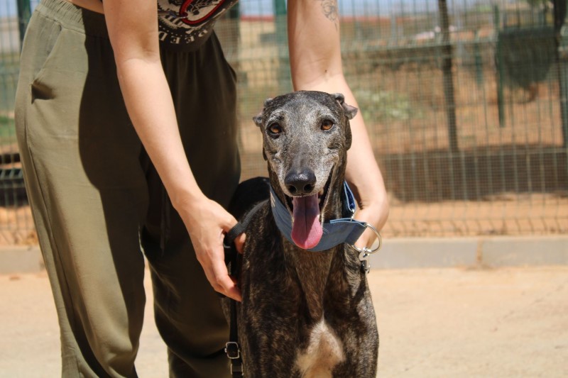 Lorca (M) / FBM Adopté