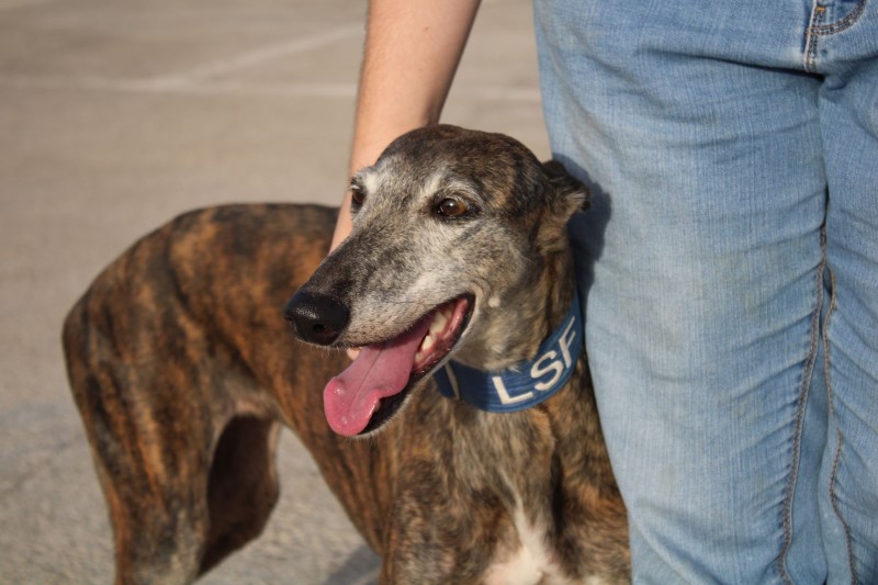 Maissa (F) Senior / FBM Adoptée