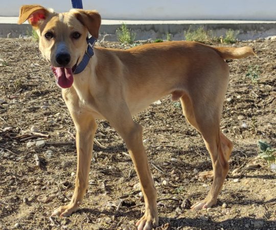 Patita (M) / Pod/ Abyda / Un an de refuge.
