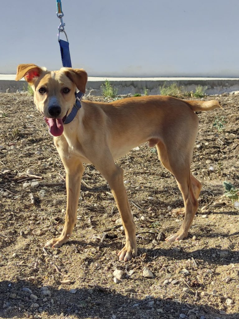 Patita (M) / Pod/ Abyda / Un an de refuge.