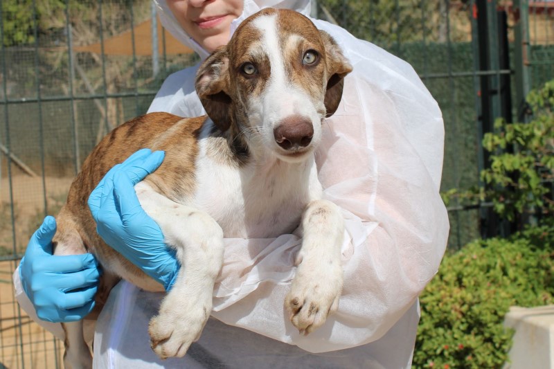Truan/Chiot M/FBM  Adopté