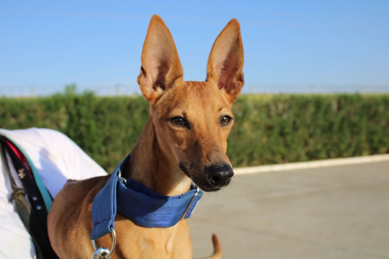 Alpha(M) Pod / FBM Adoptée