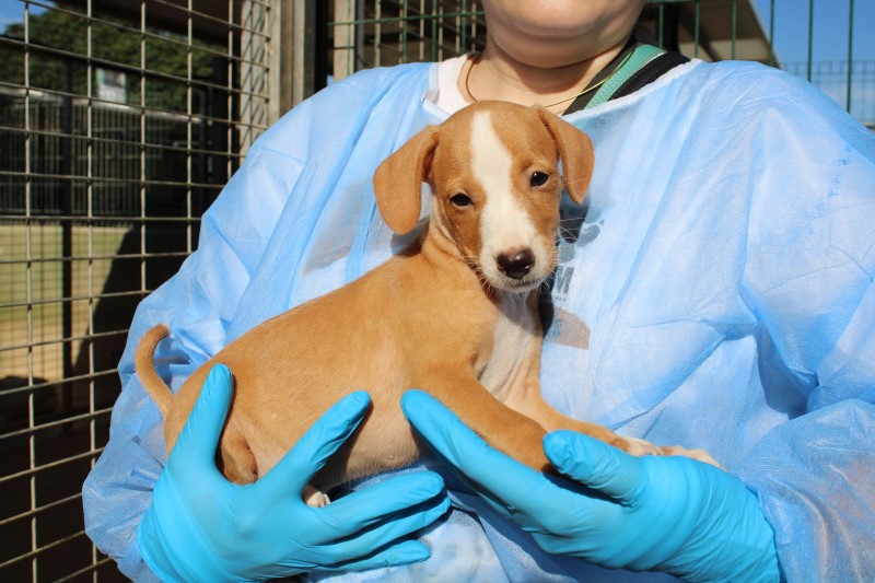 Anémone (F) Chiot Pod / FBM Adoptée